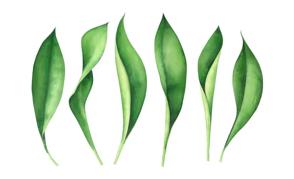 Świeże zielone liście izolowane białym. Akwarela rysowane ręcznie ilustracji. — Zdjęcie stockowe