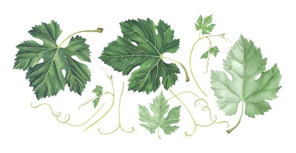 Conjunto de hojas de uva aisladas en blanco. Acuarela dibujada a mano ilustración . — Foto de Stock
