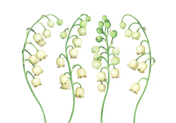 Zambak vadi çiçekler beyaz izole. Suluboya illüstrasyon. — Stok fotoğraf