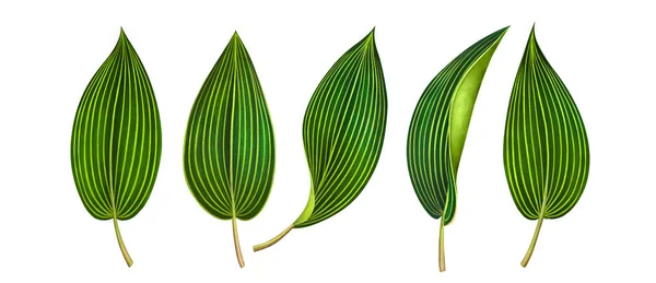 Set of exotic tropical leaves isolated on white. Watercolor illustration. — Stock Photo, Image