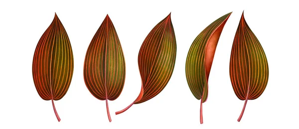 Set of exotic tropical leaves isolated on white. Watercolor illustration. — Stock Photo, Image