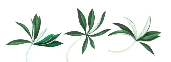 Conjunto de hojas de altramuz aisladas sobre fondo blanco. Ilustración en acuarela . — Foto de Stock