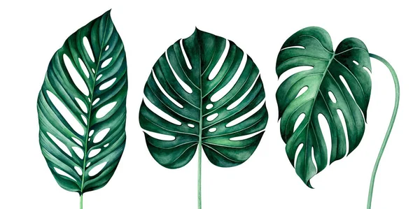 Ensemble de feuilles de monstère tropicale isolées sur blanc. Illustration aquarelle . — Photo