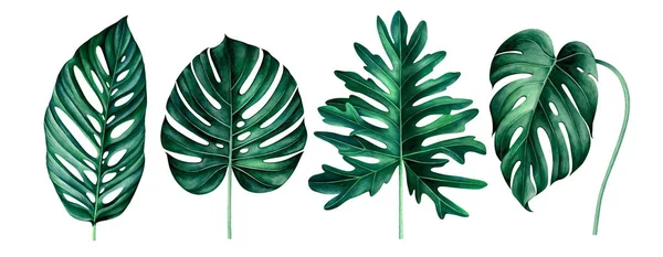 Set van exotische tropische bladeren geïsoleerd op wit. Aquarel illustratie. — Stockfoto