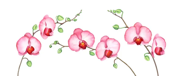 Ensemble de branches d'orchidées roses isolées sur blanc. Illustration aquarelle . — Photo