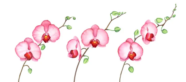 Beyaz üzerinde izole Pembe orkide dalları ayarlayın. Suluboya illüstrasyon. — Stok fotoğraf