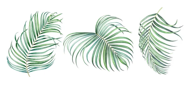 Uppsättning av tropiska Palm grenar isolerade på vitt. Akvarell illustration. — Stockfoto