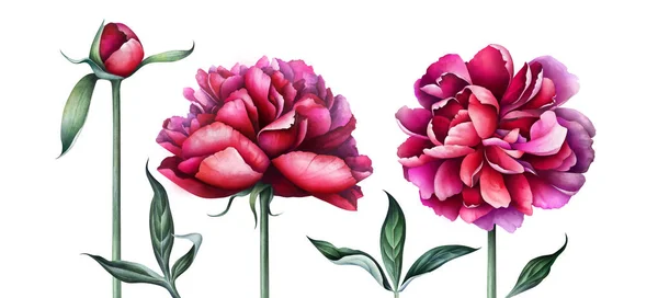 Élégantes pivoines bordeaux isolées sur blanc. Illustration aquarelle . — Photo