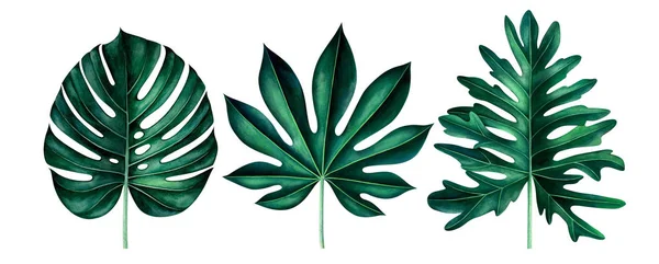Soubor exotických tropických listů izolovaných na bílém. Akvarel – ilustrace. — Stock fotografie
