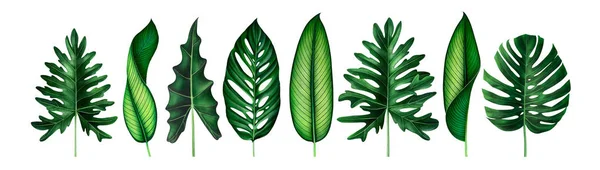 Conjunto de hojas tropicales exóticas aisladas en blanco. Ilustración en acuarela . — Foto de Stock