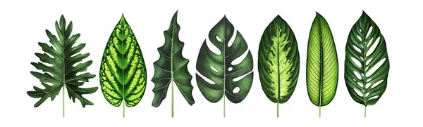 Conjunto de hojas tropicales exóticas aisladas en blanco. Ilustración en acuarela . —  Fotos de Stock