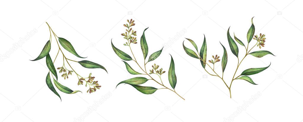 Set of seeded eucalyptus branches isolated on white. Watercolor illustration.
