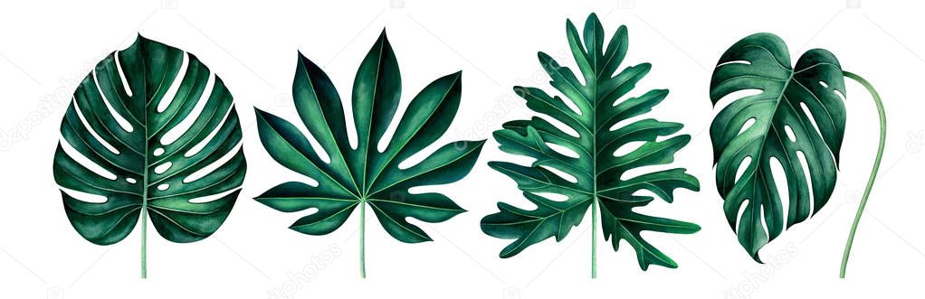 Set of exotic tropical leaves isolated on white. Watercolor illustration.
