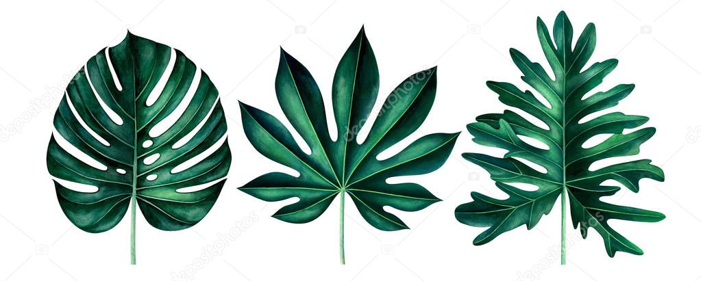 Set of exotic tropical leaves isolated on white. Watercolor illustration.