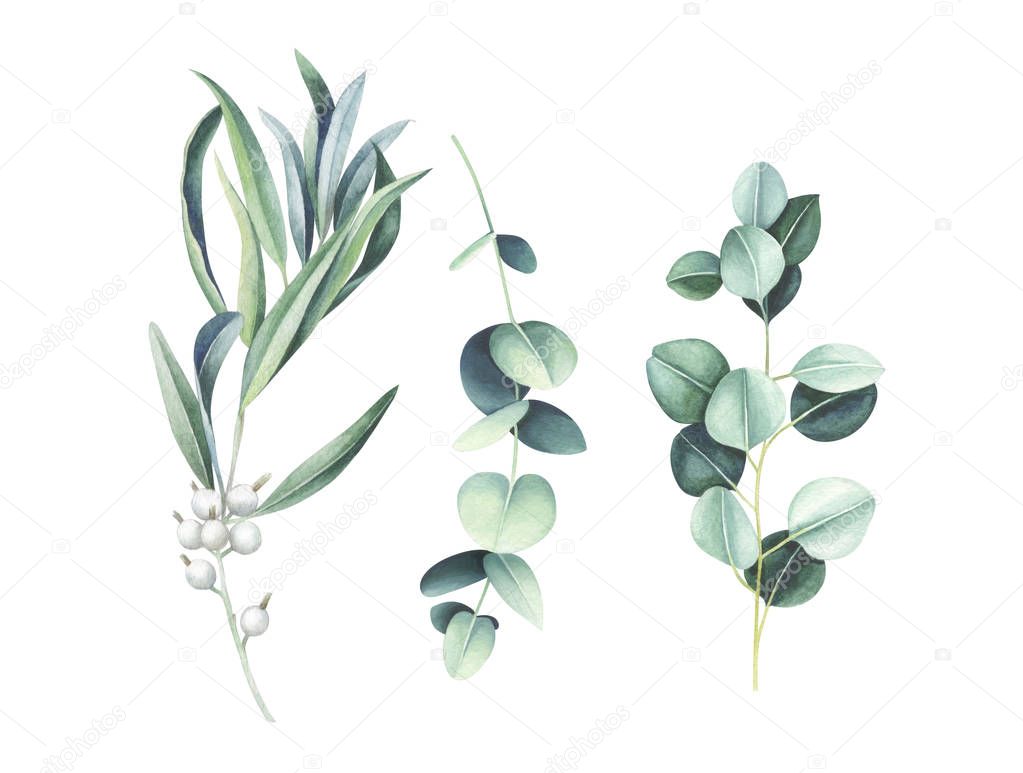 Eucalyptus and wild olive branches isolated on white. Watercolor illustration.