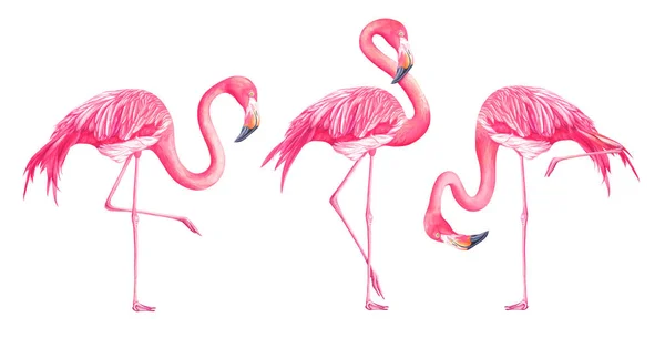 Uppsättning av akvarell exotiska flamingos isolerad på vit bakgrund — Stockfoto