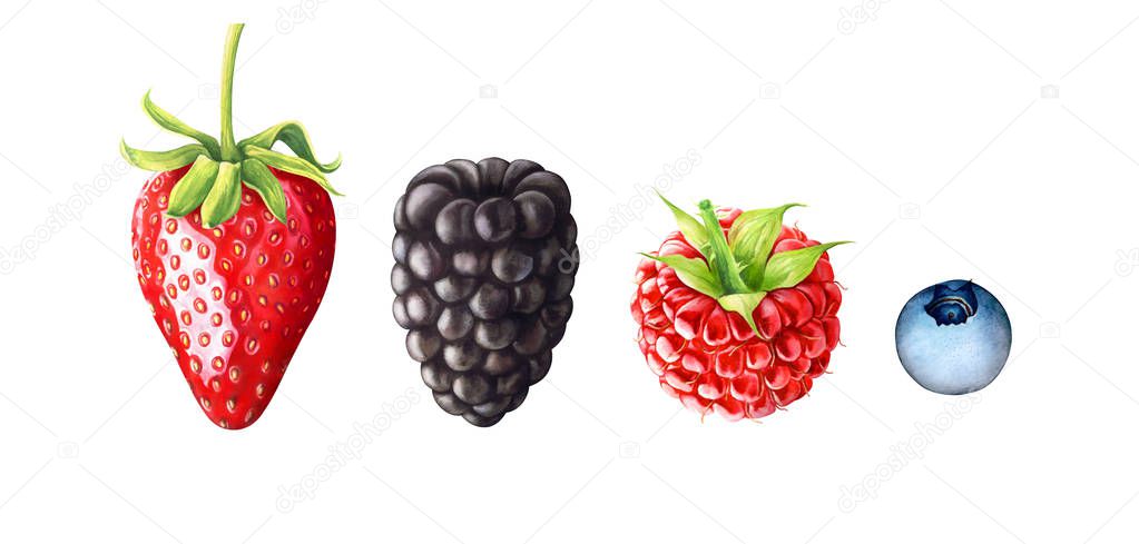 Watercolor illustration of strawberry, blackberry, raspberry, blueberry.