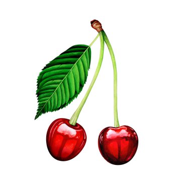 Beyaz arka planda izole kiraz. Suluboya el çizilmiş illüstrasyon.
