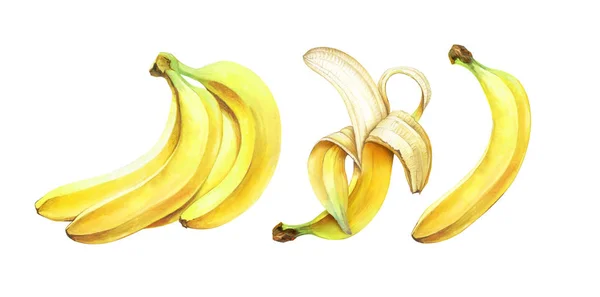 Set rijpe bananen geïsoleerd op witte achtergrond. aquarelillustratie. — Stockfoto