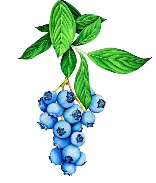 Blåbärs kvist isolerad på vitt. Botanisk handritad illustration. — Stockfoto