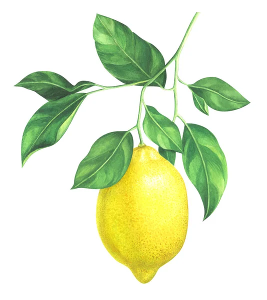 Watercolor lemon branch on white background — Stock Photo, Image