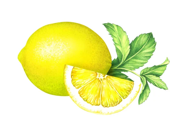 Aquarel citroen met mint bladeren op witte achtergrond — Stockfoto