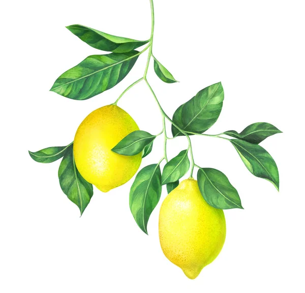 白い背景に水彩レモンの枝 — ストック写真