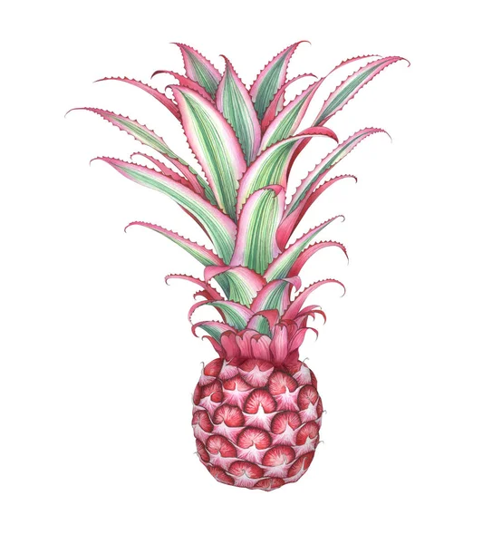 Mini ananas rose isolé sur fond blanc. Illustration aquarelle . — Photo