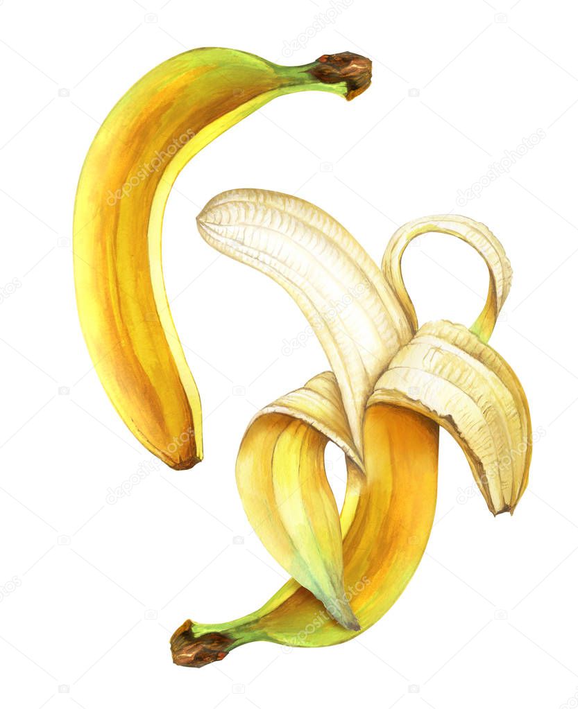 Set of ripe bananas isolated on white background. Watercolor illustration.