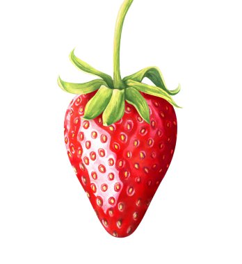 Beyaz arka planda izole çilek. El çizilmiş suluboya illüstrasyon.