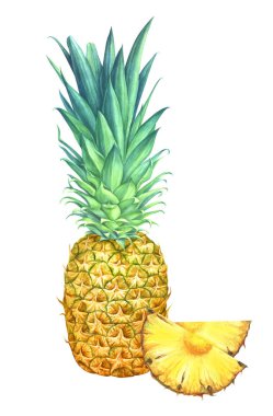 Suluboya ananas dilimleri beyaz arka plan üzerinde izole ile.