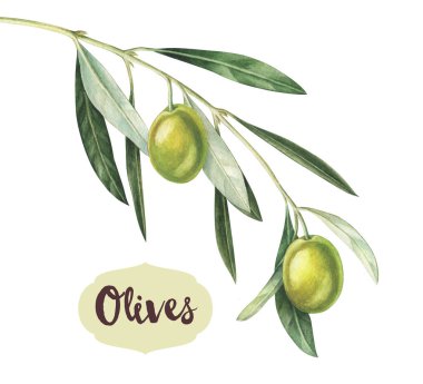 Suluboya yeşil zeytin dalı