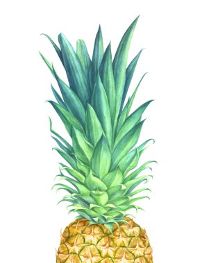 Beyaz zemin üzerine suluboya ananas
