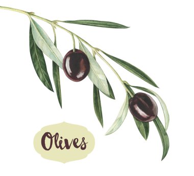 Suluboya Siyah Zeytin dalı