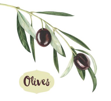 Watercolor black olive branch clipart
