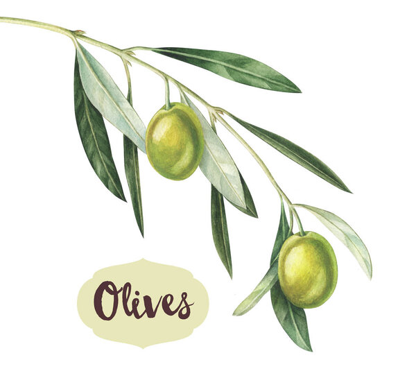 Watercolor green olive branch