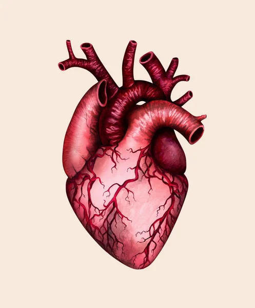 Cuore umano anatomico su sfondo beige. Illustrazione disegnata a mano acquerello . — Foto Stock