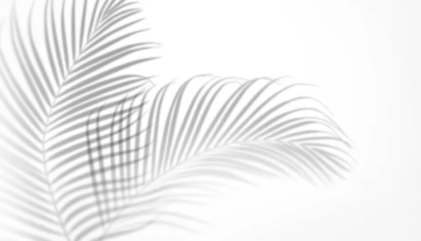 Абстрактний Чорно Білий Фон Тіні Пальмового Листя Пробілом Копіювання Мінімальна — стокове фото