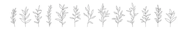 Vektör Ağaç Dalları Yaprakları Çizimi Çiçek Elementleri Bir Çizgi Çizimi — Stok Vektör