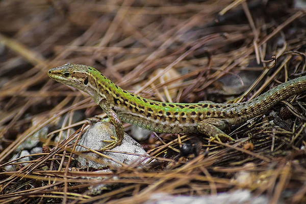 the lizard is a bright green color on the background of dry pine needles