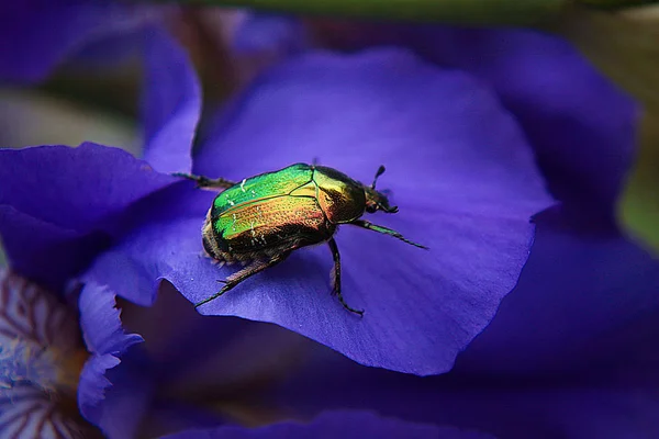 Nasekomoe Pode Verde Grande Besouro Uma Pétala Azul Íris — Fotografia de Stock