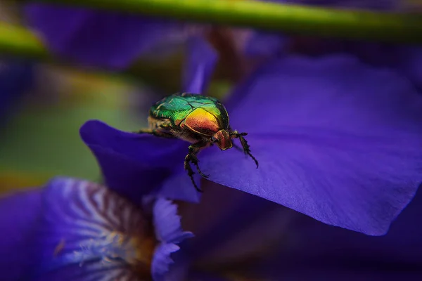 Grote Ijzeren Insect Kever Blauwe Bloembladeren Van Iris Bloem Stockafbeelding