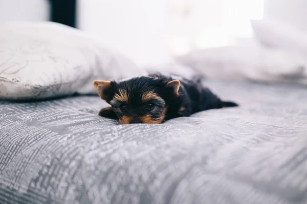 Adorável Cachorrinho Deitado Cama Casa — Fotografia de Stock