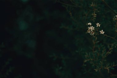 Koyu yeşil ağaç dokusu kapat