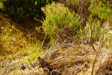 Yusufçuk. Corrieshalloch Gorge Droma Nehri 20 km güneyinde Ullapool İskoç dağlık yer alır. 1.5 km mesafededir uzun, 60 m derinliğinde.