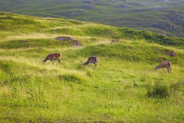 İskoçya nereye bakarsan bak güzel manzaralarla doludur. Doğanın güzelliğini kelimelere dökmek zordur. Vahşi doğada geyik görülmemiş bir şey değildir..