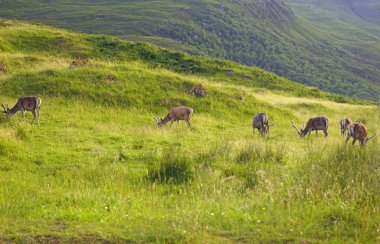 İskoçya nereye bakarsan bak güzel manzaralarla doludur. Doğanın güzelliğini kelimelere dökmek zordur. Vahşi doğada geyik görülmemiş bir şey değildir..