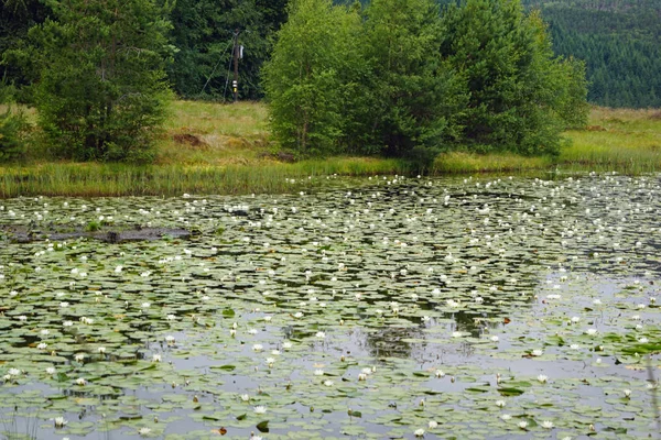 Seerosenteich Der Plodda Fällt Schottland Iscotland Ist Voll Von Wunderschönen — Stockfoto