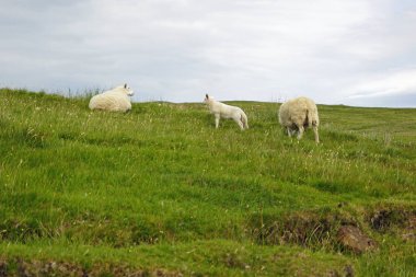 İskoçya her nereye bakmak güzel manzara dolu. Doğanın güzelliği kelimelerle ifade etmek zordur. İskoç sokakları ve çayırlar üzerinde koyun.