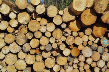 İskoçya 'da kesilen ağaç gövdeleri